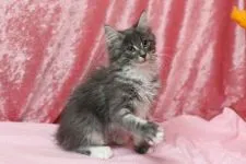 メインクーン【北海道・男の子・2015年8月14日・ブルーシルバークラシックタビー&ホワイト】の写真1