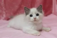 ラグドール【北海道・男の子・2015年12月5日・ブルーポイントバイカラー】の写真2