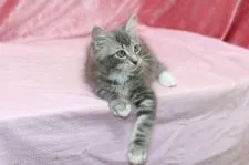 メインクーン【北海道・女の子・2015年5月28日・ブルークラシックタビー&ホワイト】の写真2