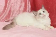 ラグドール【北海道・女の子・2020年4月13日・ブルーポイントバイカラー】の写真2