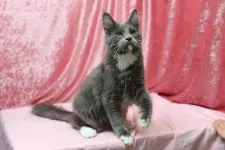 メインクーン【北海道・男の子・2015年5月25日・ブルー&ホワイト】の写真2