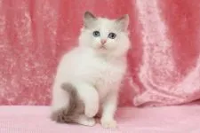 ラグドール【北海道・女の子・2016年1月11日・ブルーポイントバイカラー】の写真2