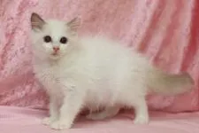 ラグドール【北海道・女の子・2017年6月12日・ブルーポイントバイカラー】の写真2