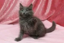 メインクーン【北海道・女の子・2015年8月14日・ブルーソリッド】の写真3