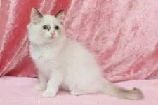 ラグドール【北海道・女の子・2016年8月20日・シールトーティポイントバイカラー】の写真3