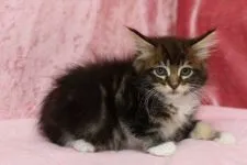 メインクーン【北海道・男の子・2017年1月17日・ブラウンクラシックタビー&ホワイト】の写真4