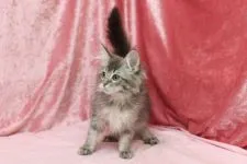 メインクーン【北海道・女の子・2017年1月19日・ブルークラシックタビー】の写真4