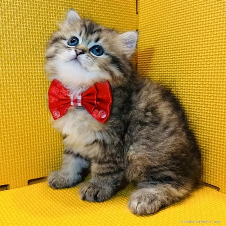 sakura 様のお迎えした子猫