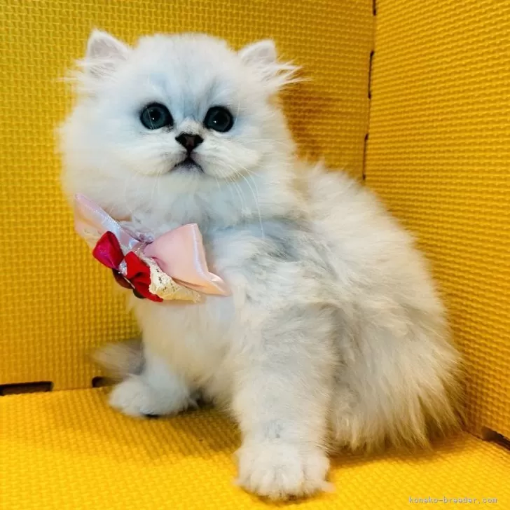 ID：2406-02219の子猫