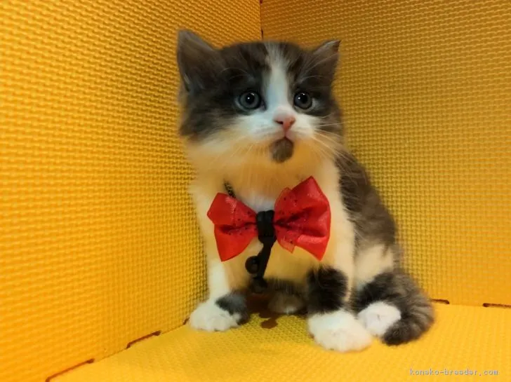 ID：1811-01617の子猫