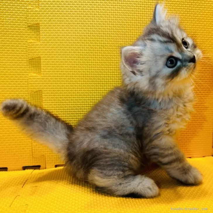 ID：2410-01074の子猫