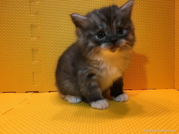 ID:1712-01020の子猫