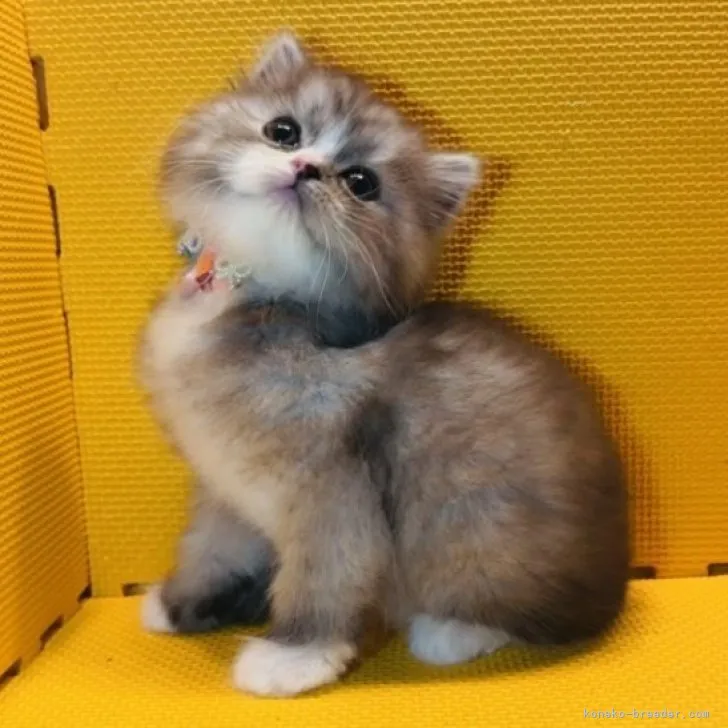 Y.O 様のお迎えした子猫