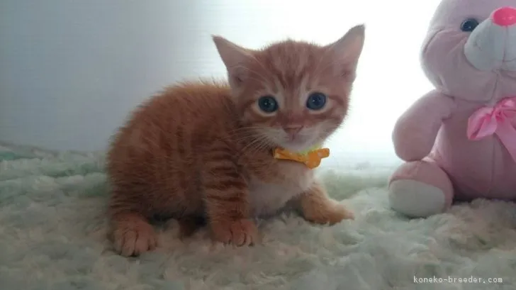 ID:1705-00722の子猫