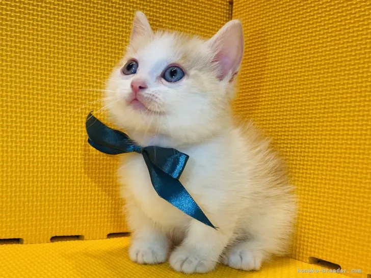 ID:2107-00142の子猫