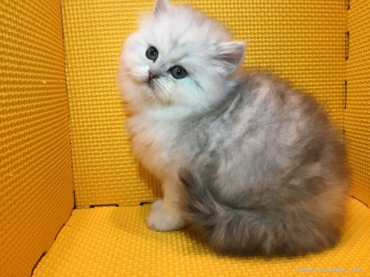 ID:1702-00600の子猫