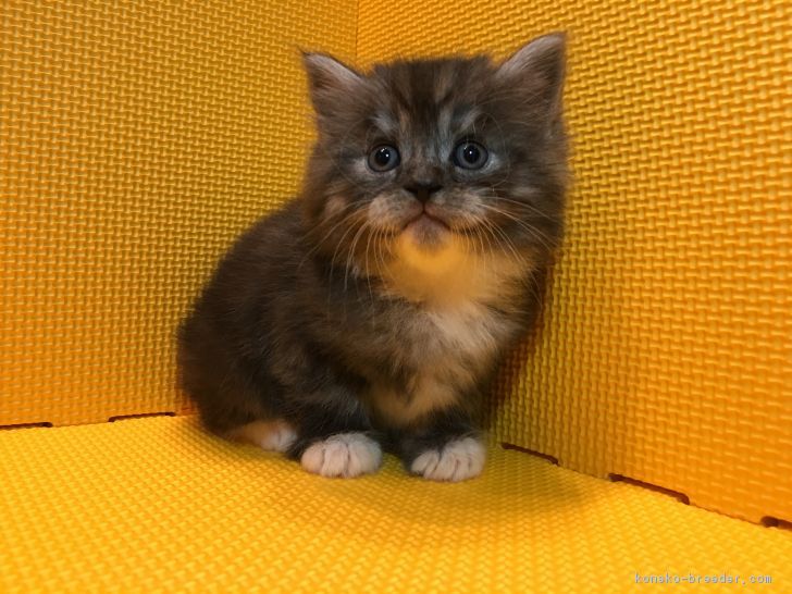 ID:1712-01024の子猫