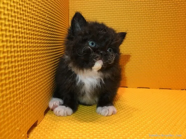 タロママ 様のお迎えした子猫