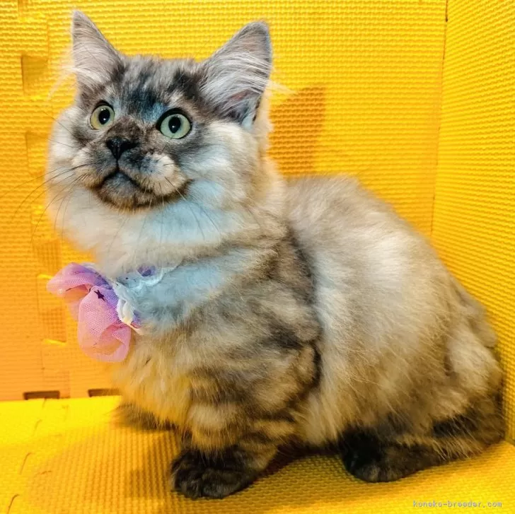 ID：2310-02626の子猫