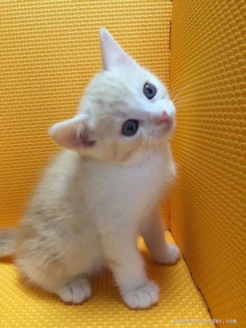 くうちゃん 様のお迎えした子猫