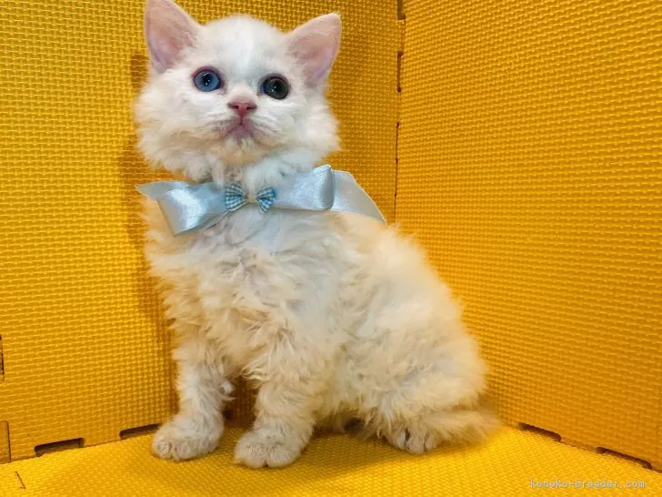 ID:2107-01921の子猫