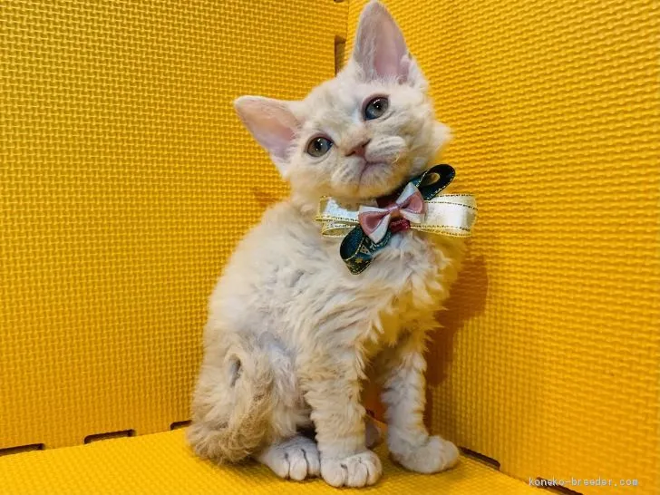 ID：2012-01537の子猫