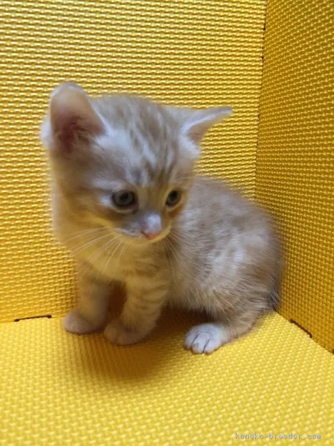 ID:1604-00507の子猫