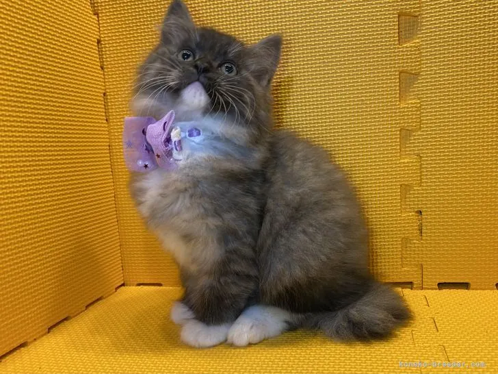 ID:2111-01285の子猫
