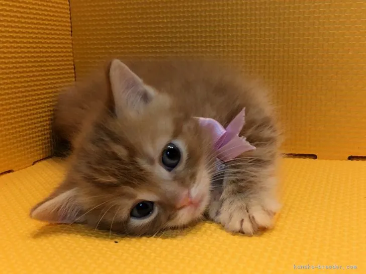 ID：1901-01191の子猫