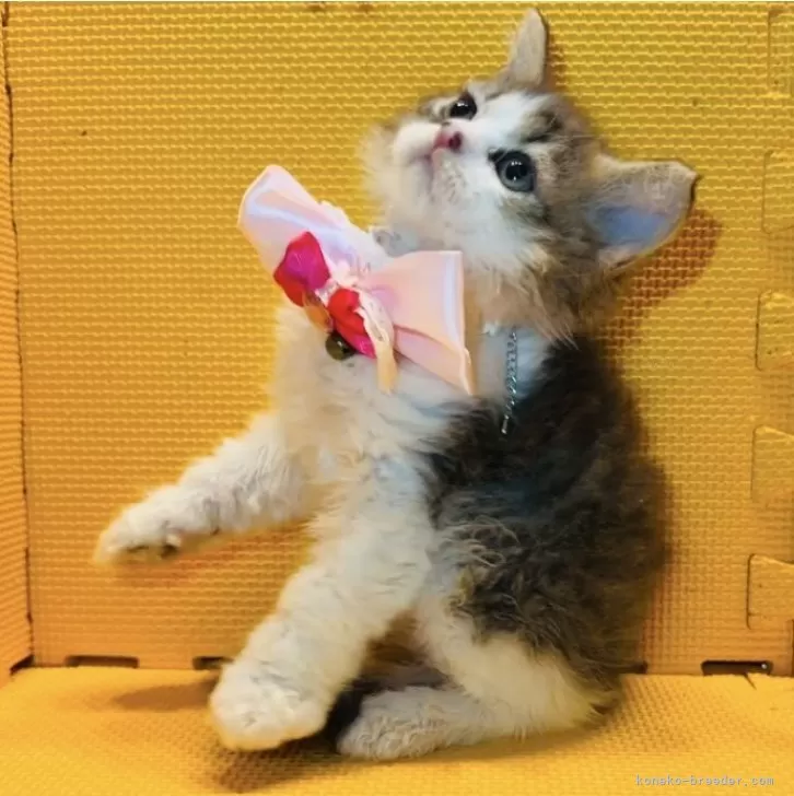 ID：2407-00107の子猫