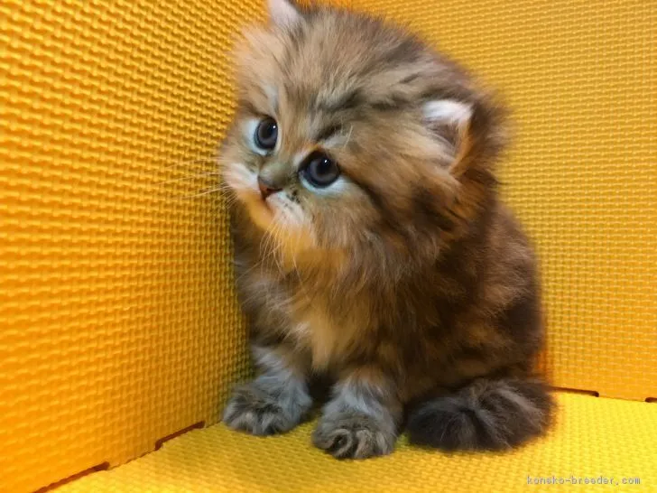 ID:1712-00806の子猫