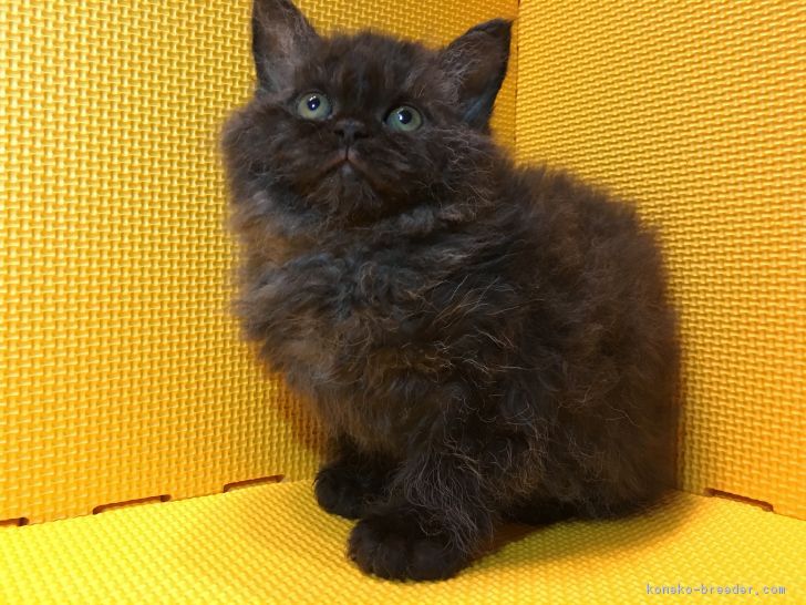 ID:1712-00481の子猫