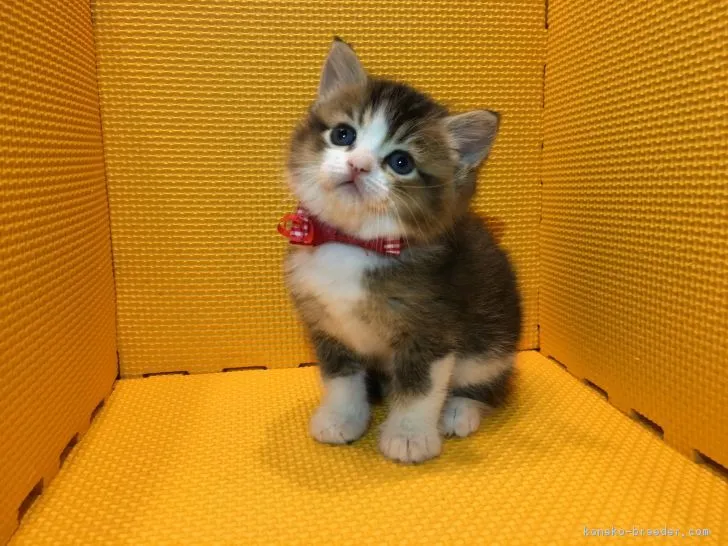 ID:1703-00785の子猫