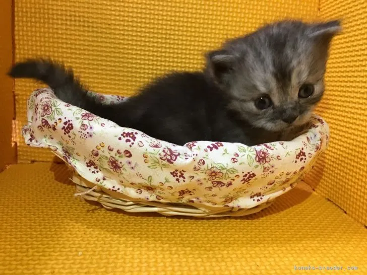 ID：1709-00898の子猫