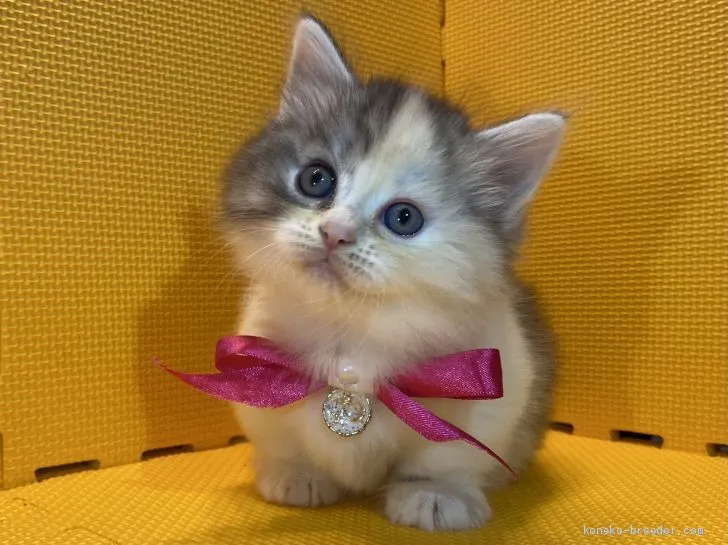 ID:2011-00597の子猫