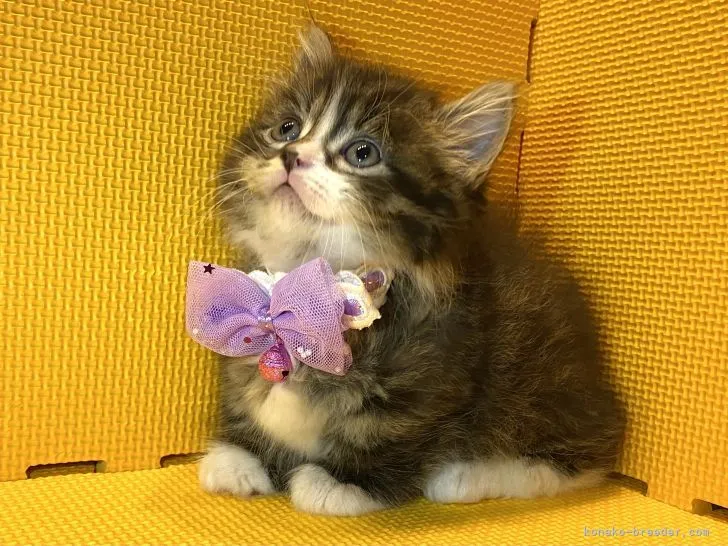 ID:2202-01014の子猫