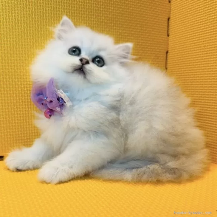 ID：2406-02215の子猫