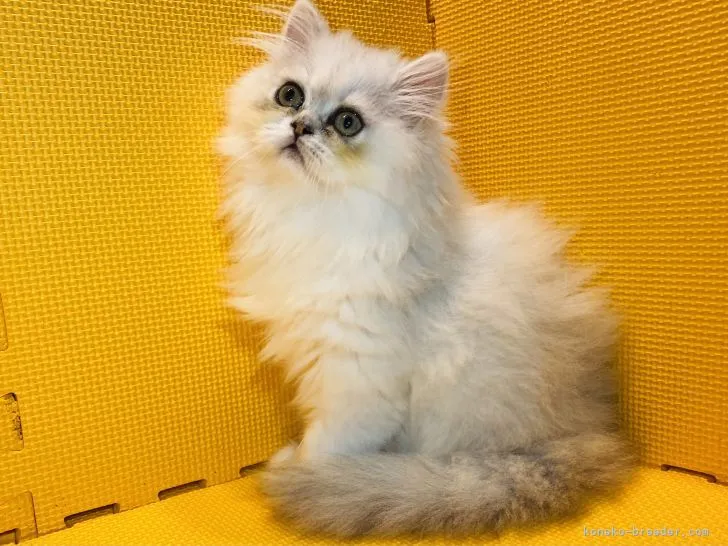 ID：2106-02310の子猫