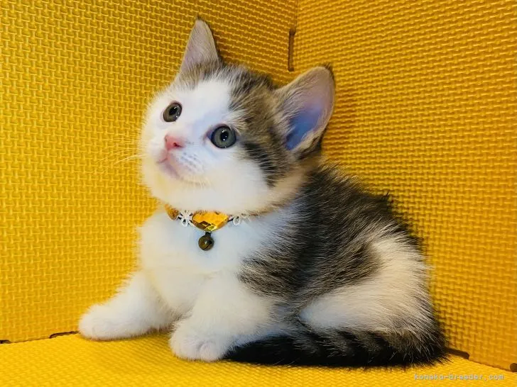 ID:2201-00364の子猫