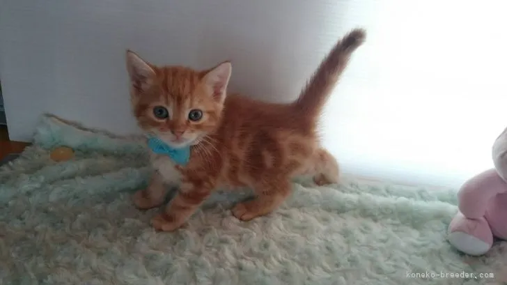 ID：1705-00723の子猫