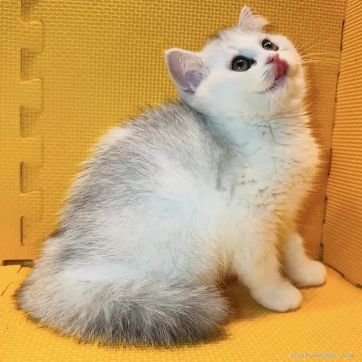 ID:2403-01447の子猫
