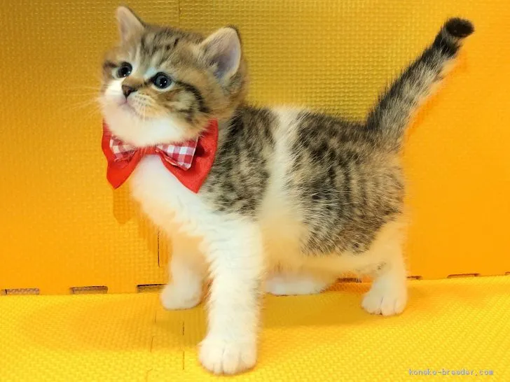 ID:2002-00346の子猫