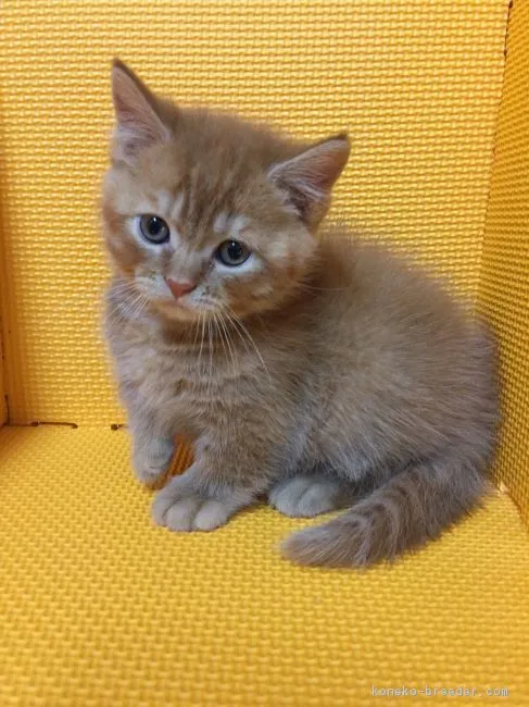 なすずめ 様のお迎えした子猫