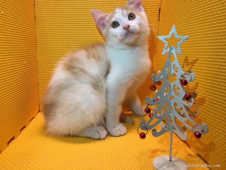 chanethi 様のお迎えした子猫