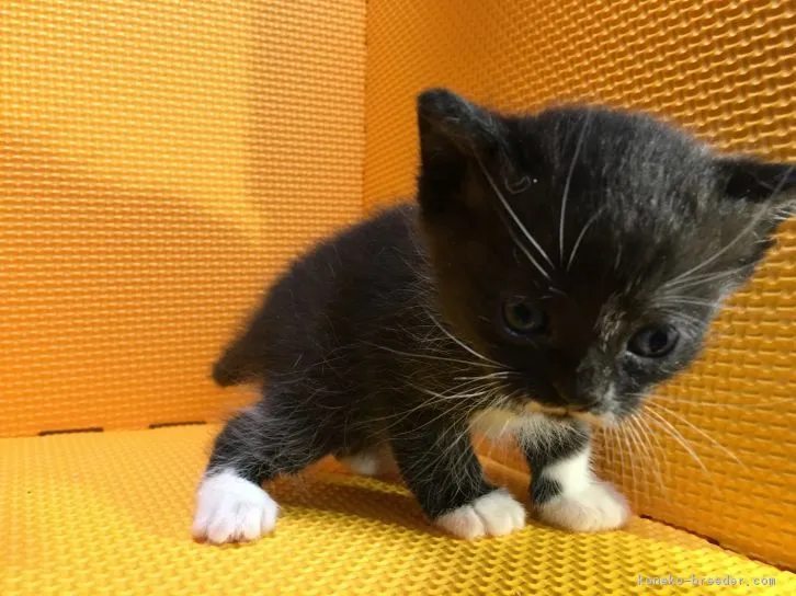ID:1603-00593の子猫
