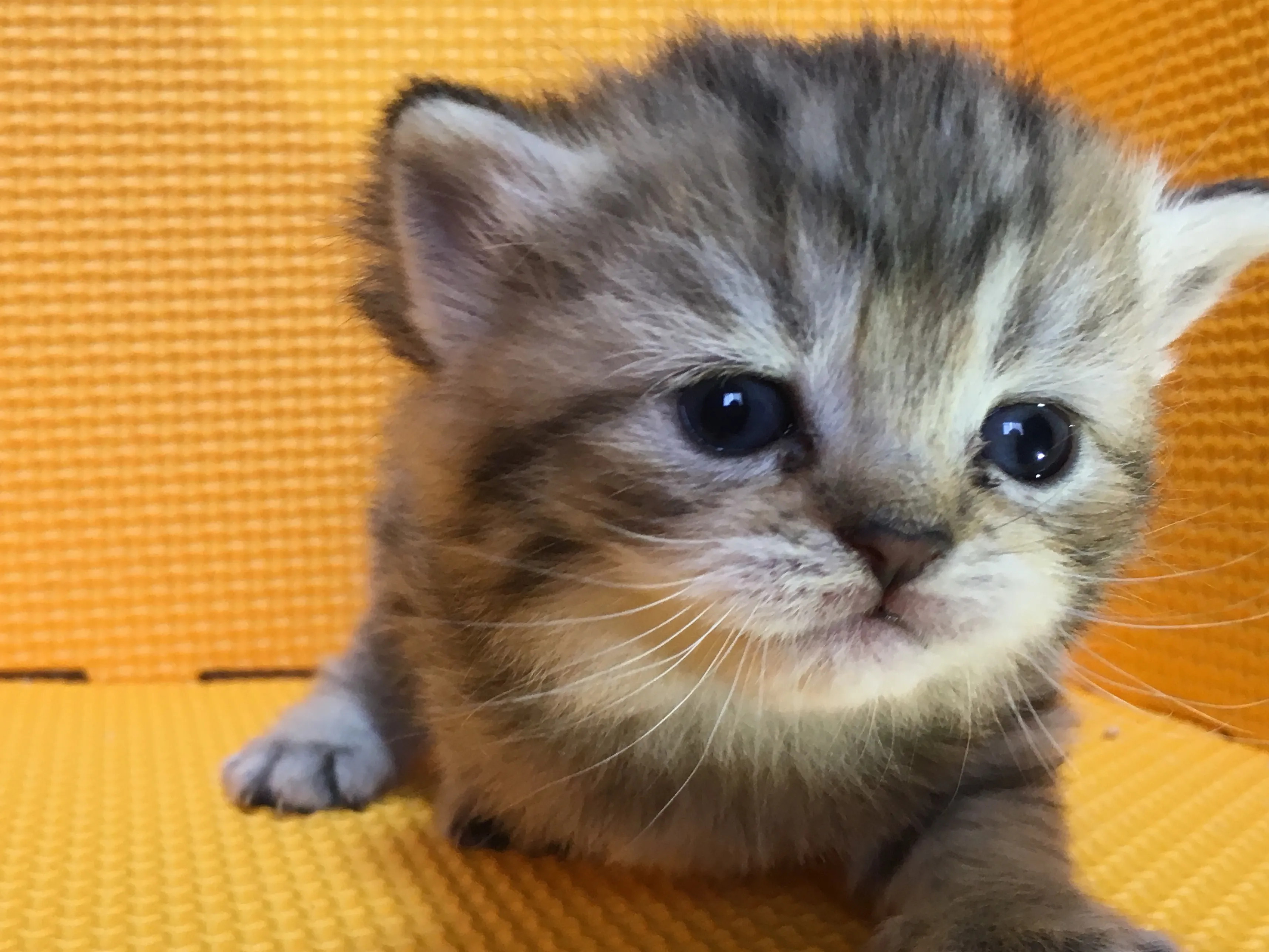 マキ 様のお迎えした子猫