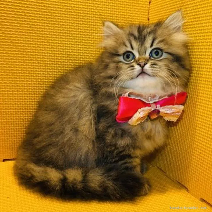ID:2212-02073の子猫