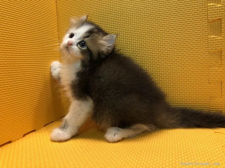 ID:1804-00773の子猫