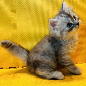 ミヌエット(長足)【神奈川県・男の子・2024年8月28日・シルバータビー（長毛）】の写真「オンライン見学当日可能！最新子猫の状況すぐ見れます」