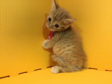 マンチカン(短足)【神奈川県・男の子・2019年6月27日・レッドタビー（短毛）】の写真「おっとりとした男の子♡」
